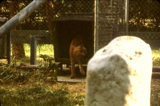 Lince europea